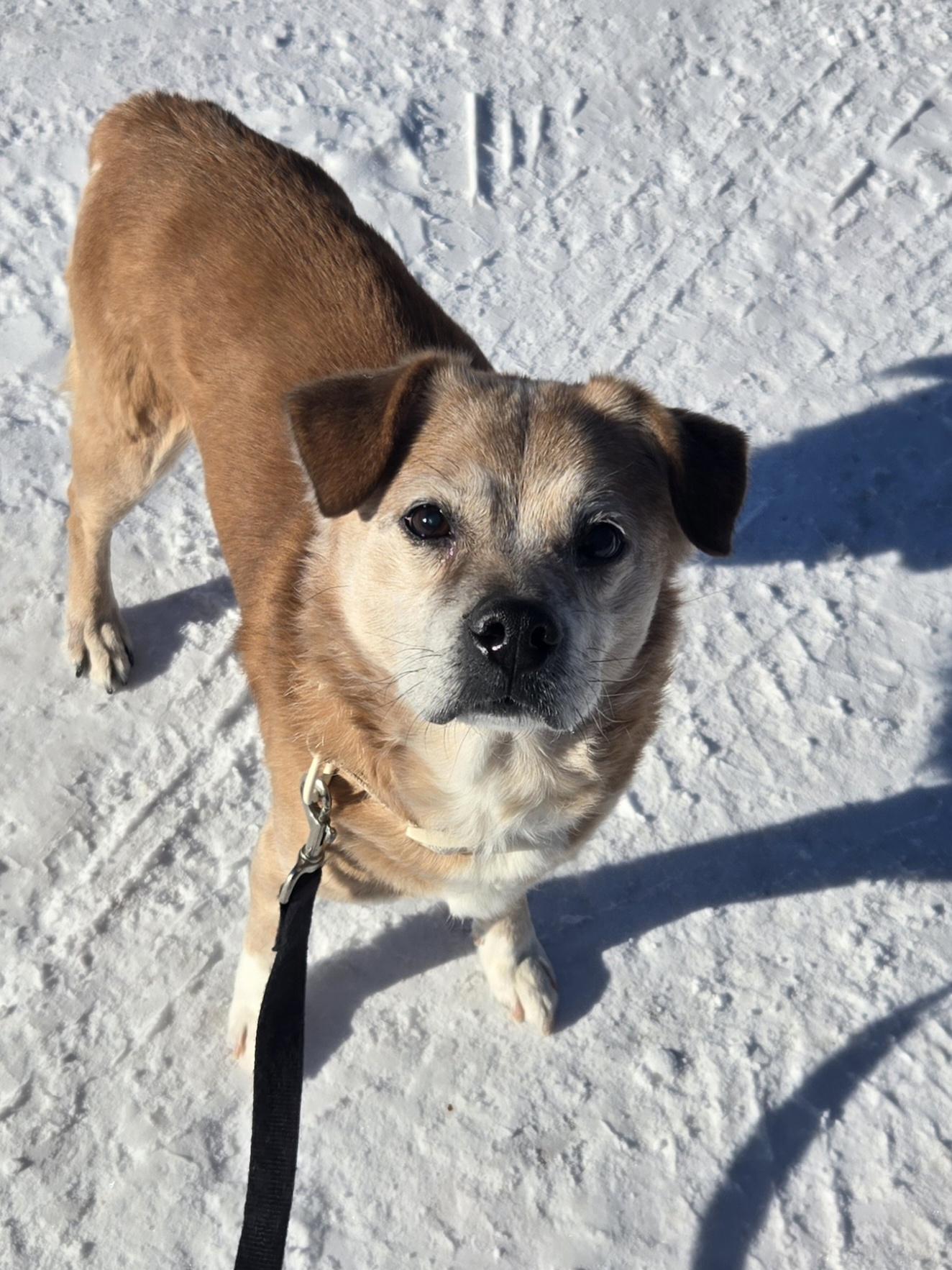 Snickers, ADOPTABLE, Senior Male Feist & Terrier.