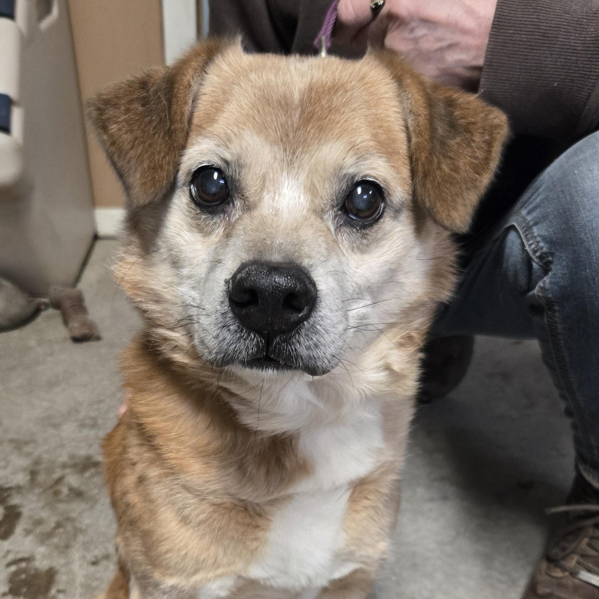 Enlarge Snickers, a ADOPTABLE mixed breed in Concord, OH image 3/5