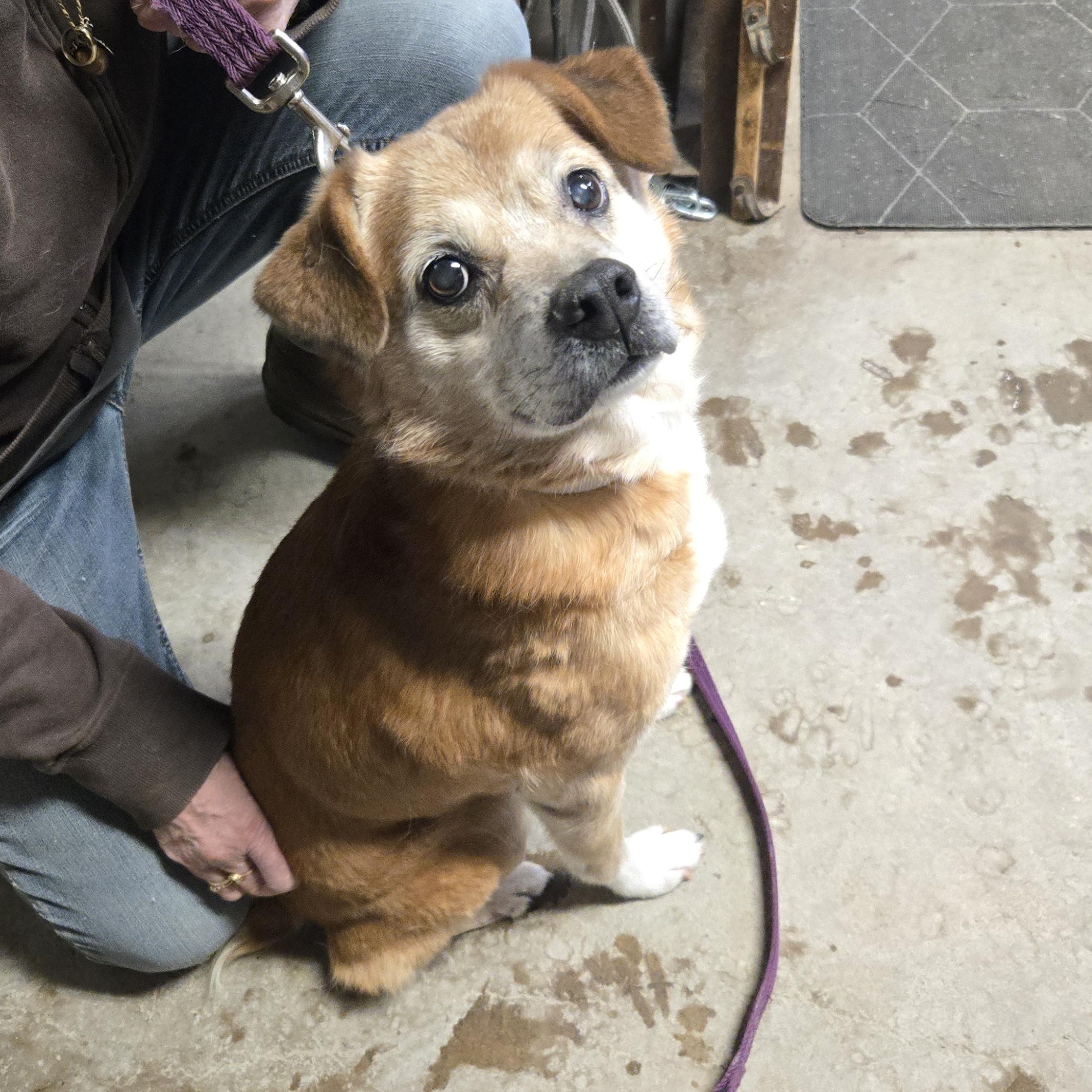 Enlarge Snickers, a ADOPTABLE mixed breed in Concord, OH image 5/5