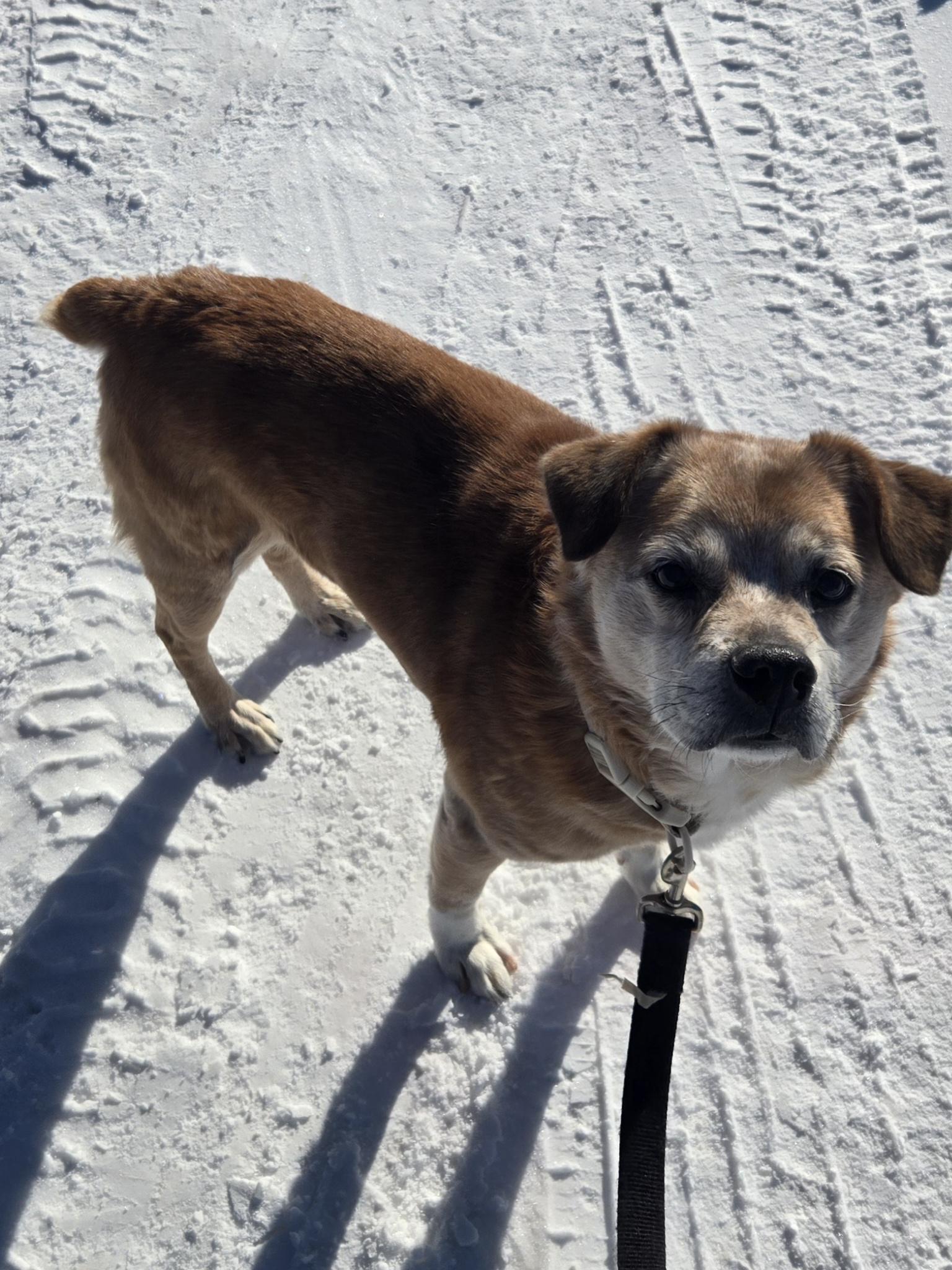 Enlarge Snickers, a ADOPTABLE mixed breed in Concord, OH image 4/5