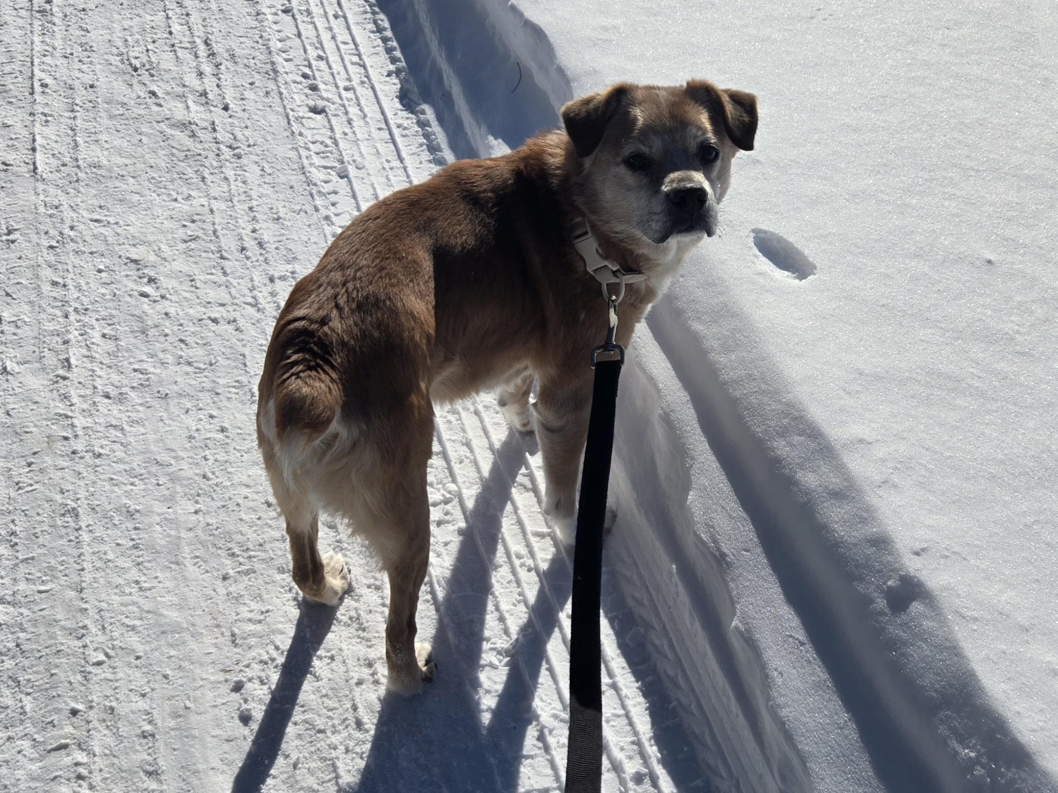 Enlarge Snickers, a ADOPTABLE mixed breed in Concord, OH image 2/5