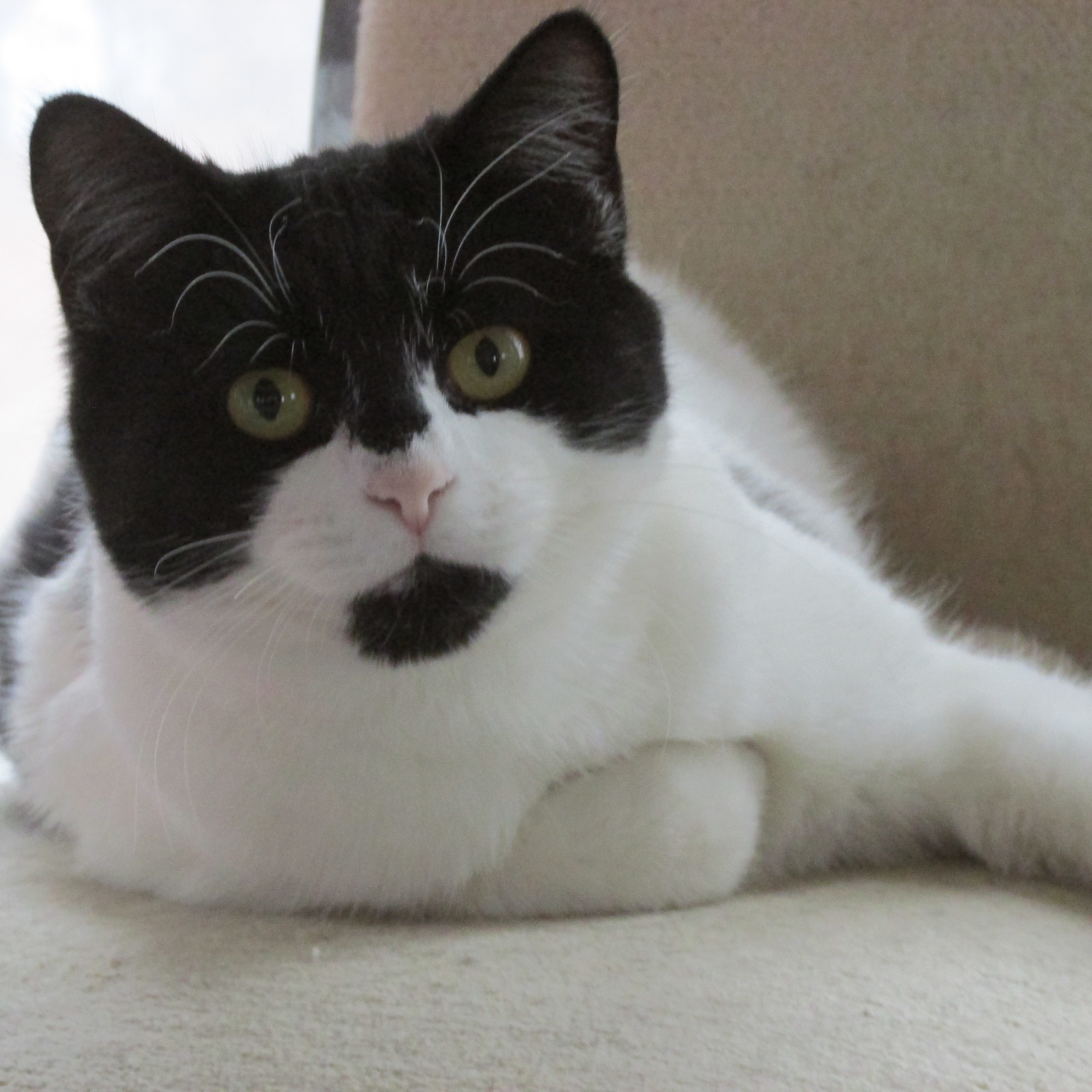 Enlarge PRINCESS LITTLE, a Adoptable Domestic Short Hair in Sardinia, OH image 1/6