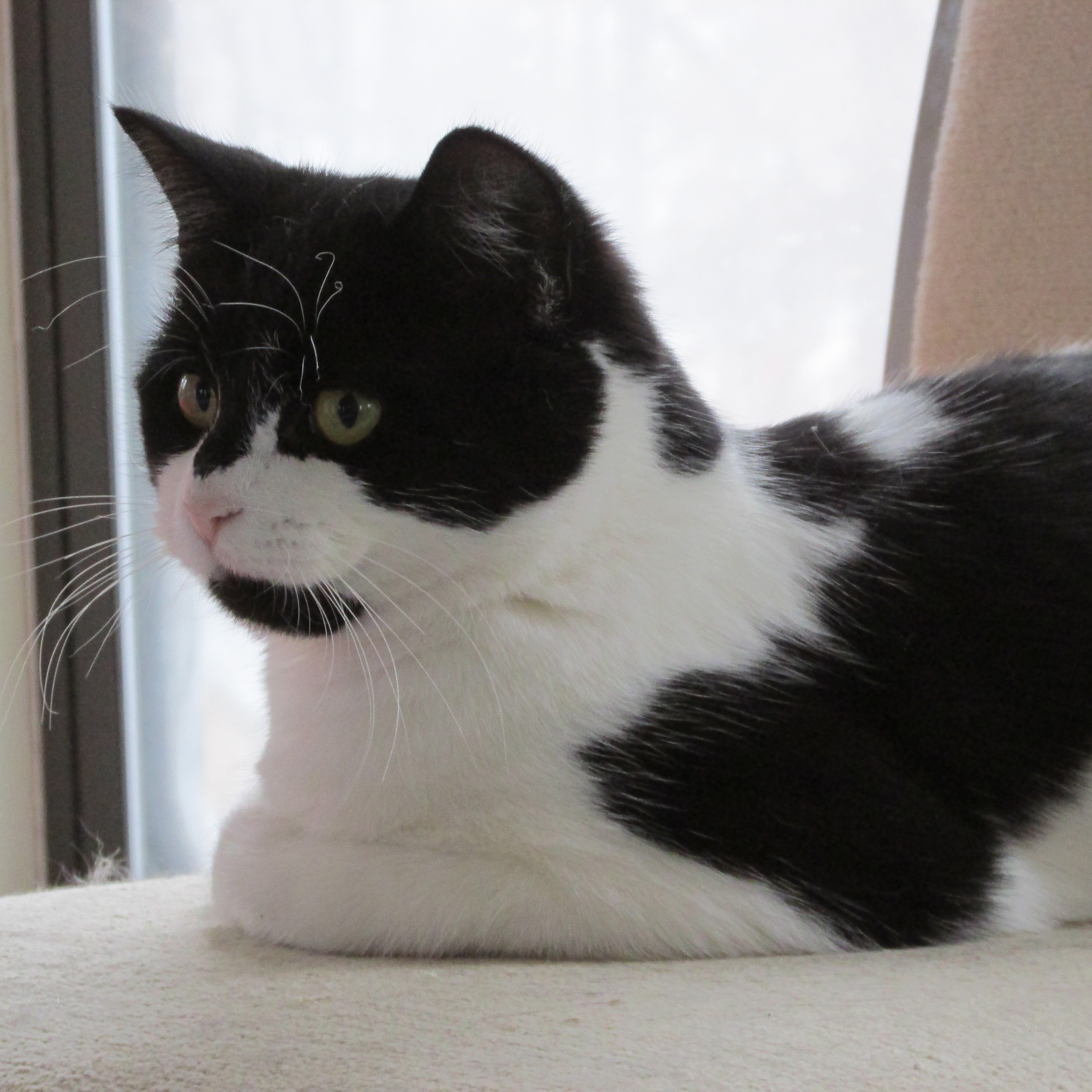 Enlarge PRINCESS LITTLE, a Adoptable Domestic Short Hair in Sardinia, OH image 2/6