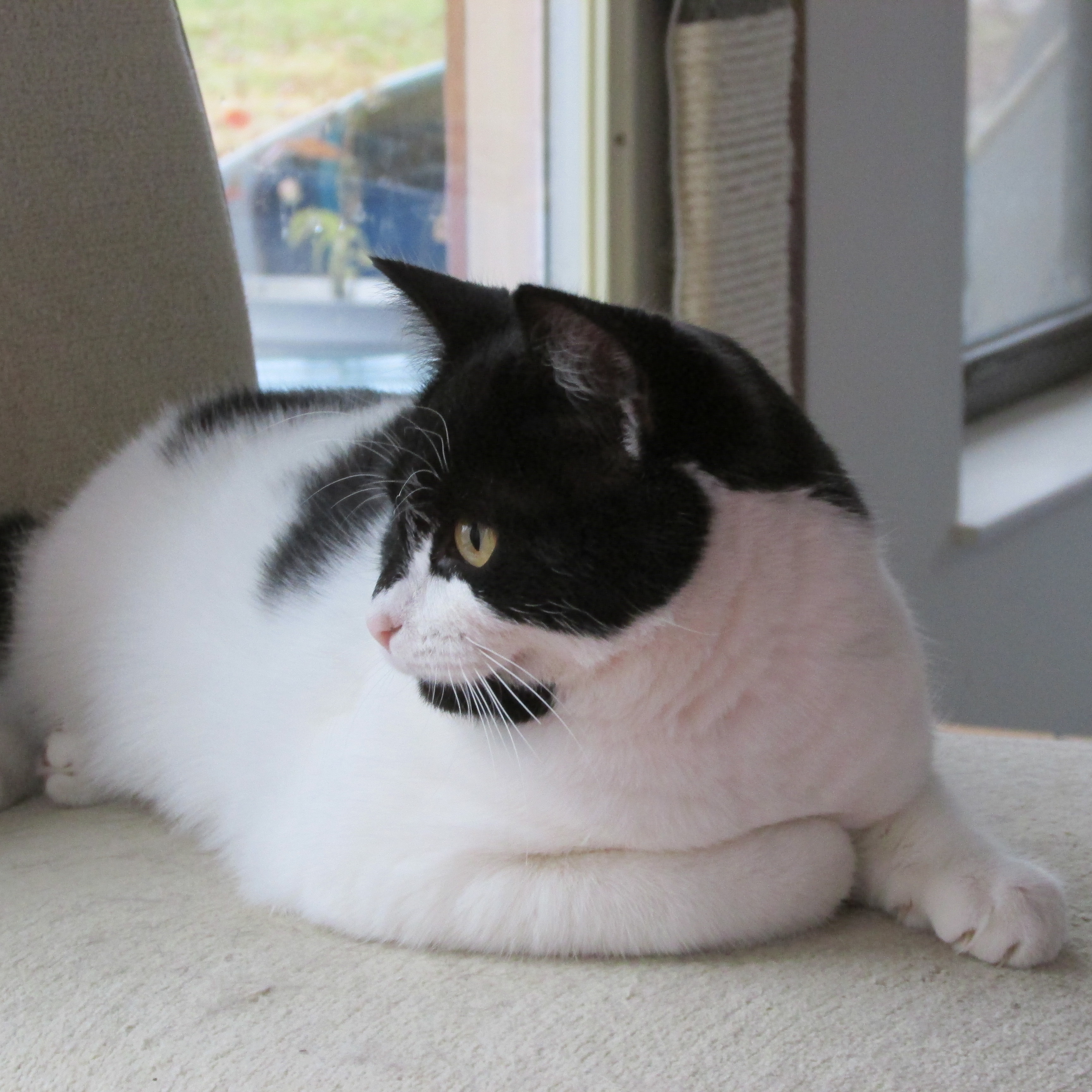 Enlarge PRINCESS LITTLE, a Adoptable Domestic Short Hair in Sardinia, OH image 3/6