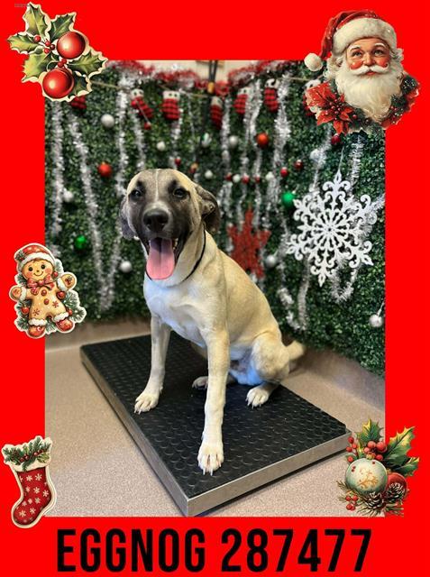 EGGNOG, Adoptable, Young Male Mixed Breed.