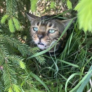 Enlarge Benny Bear, an adopted Bengal in Caledon, ON image 2/5