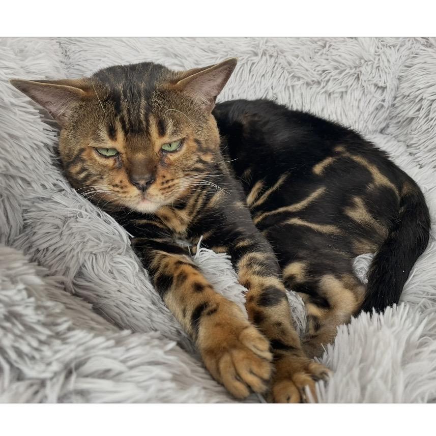 Benny Bear, adopted, Adult Male Bengal.