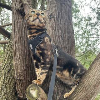 Enlarge Benny Bear, an adopted Bengal in Caledon, ON image 4/5