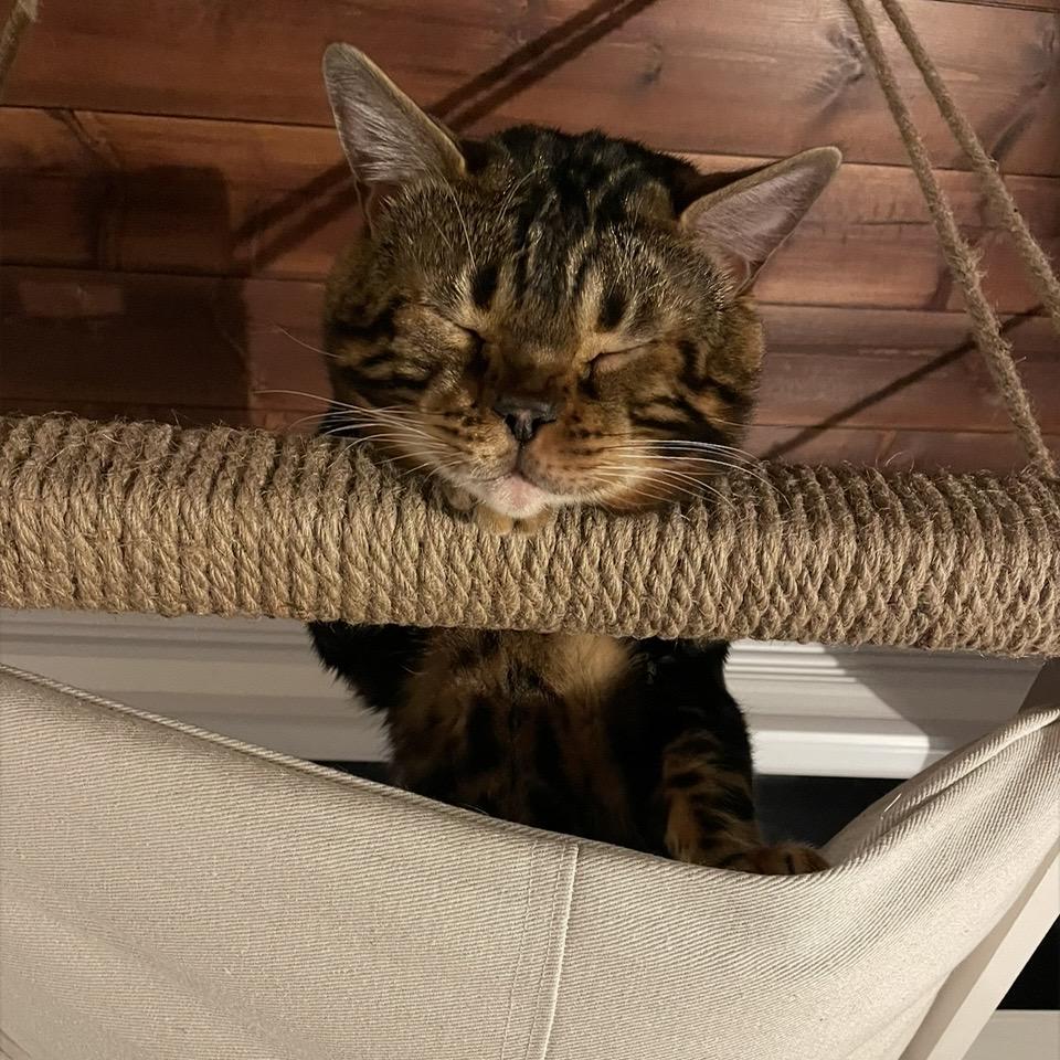 Enlarge Benny Bear, an adopted Bengal in Caledon, ON image 5/5