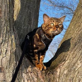 Enlarge Benny Bear, an adopted Bengal in Caledon, ON image 3/5