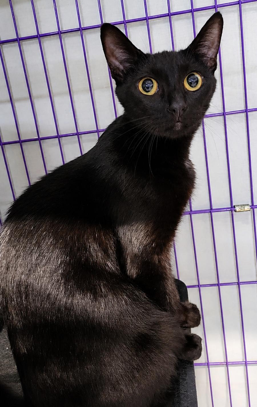 Cloak at Montrose Petsmart!, Adoptable, Adult Female Domestic Short Hair.