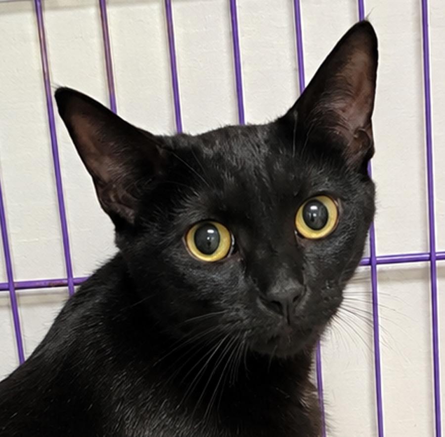 Enlarge Cloak at Montrose Petsmart!, a Adoptable Domestic Short Hair in Cuyahoga Falls, OH image 2/3