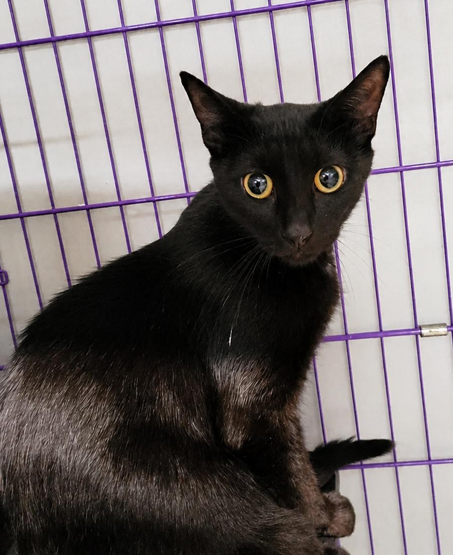 Enlarge Cloak at Montrose Petsmart!, a Adoptable Domestic Short Hair in Cuyahoga Falls, OH image 3/3