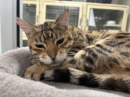 Bruce, Adoptable, Senior Male Bengal & Domestic Short Hair.