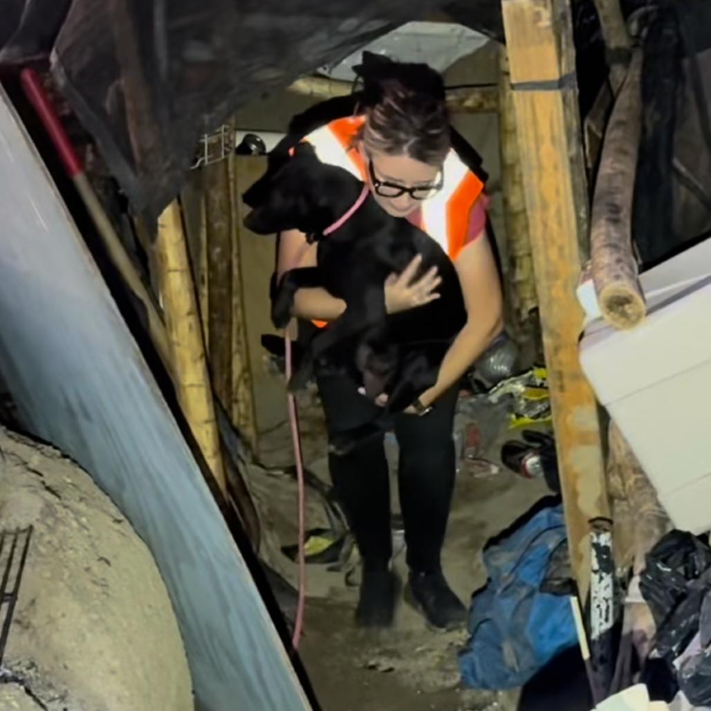 Enlarge Maisey, a Adoptable mixed breed in Riverside, CA image 1/3