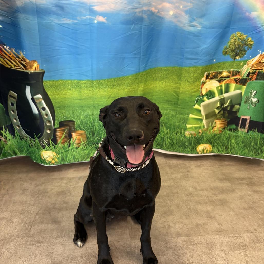 Enlarge Maisey, a Adoptable mixed breed in Riverside, CA image 2/6
