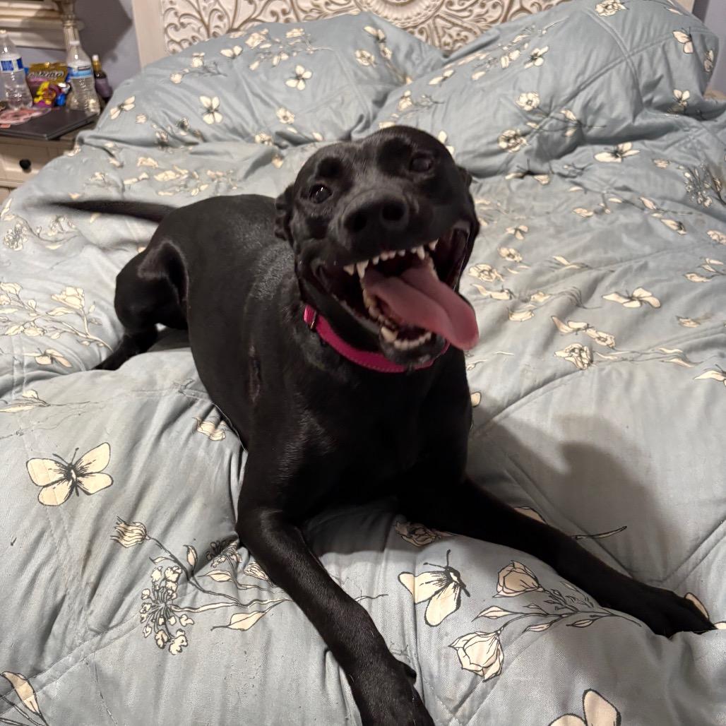 Enlarge Maisey, a Adoptable mixed breed in Riverside, CA image 3/6