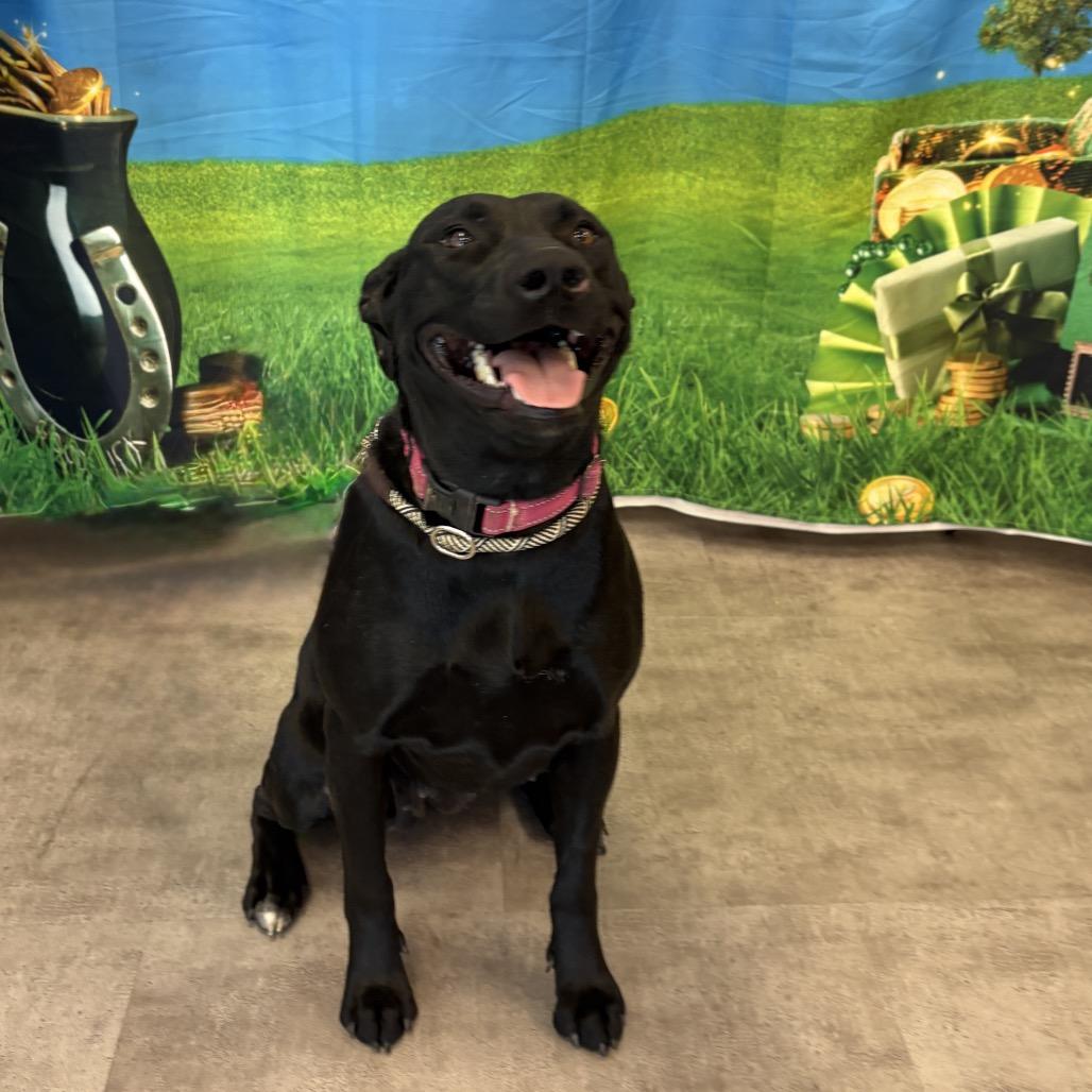 Enlarge Maisey, a Adoptable mixed breed in Riverside, CA image 4/6