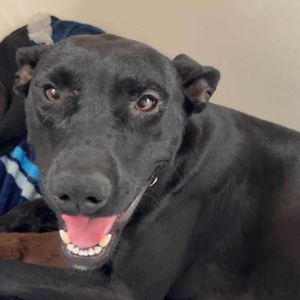 Enlarge Maisey, a Adoptable mixed breed in Riverside, CA image 2/3