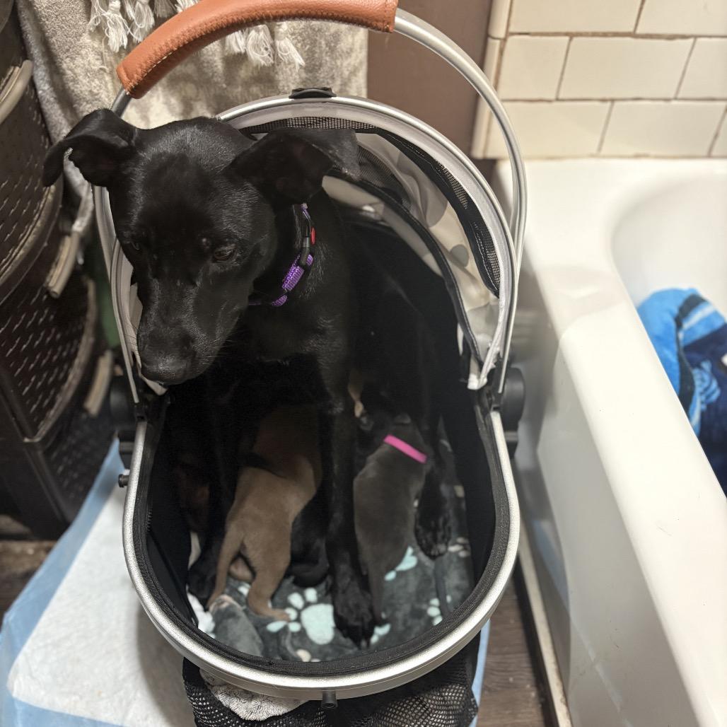 Enlarge Maisey, a Adoptable mixed breed in Riverside, CA image 3/3