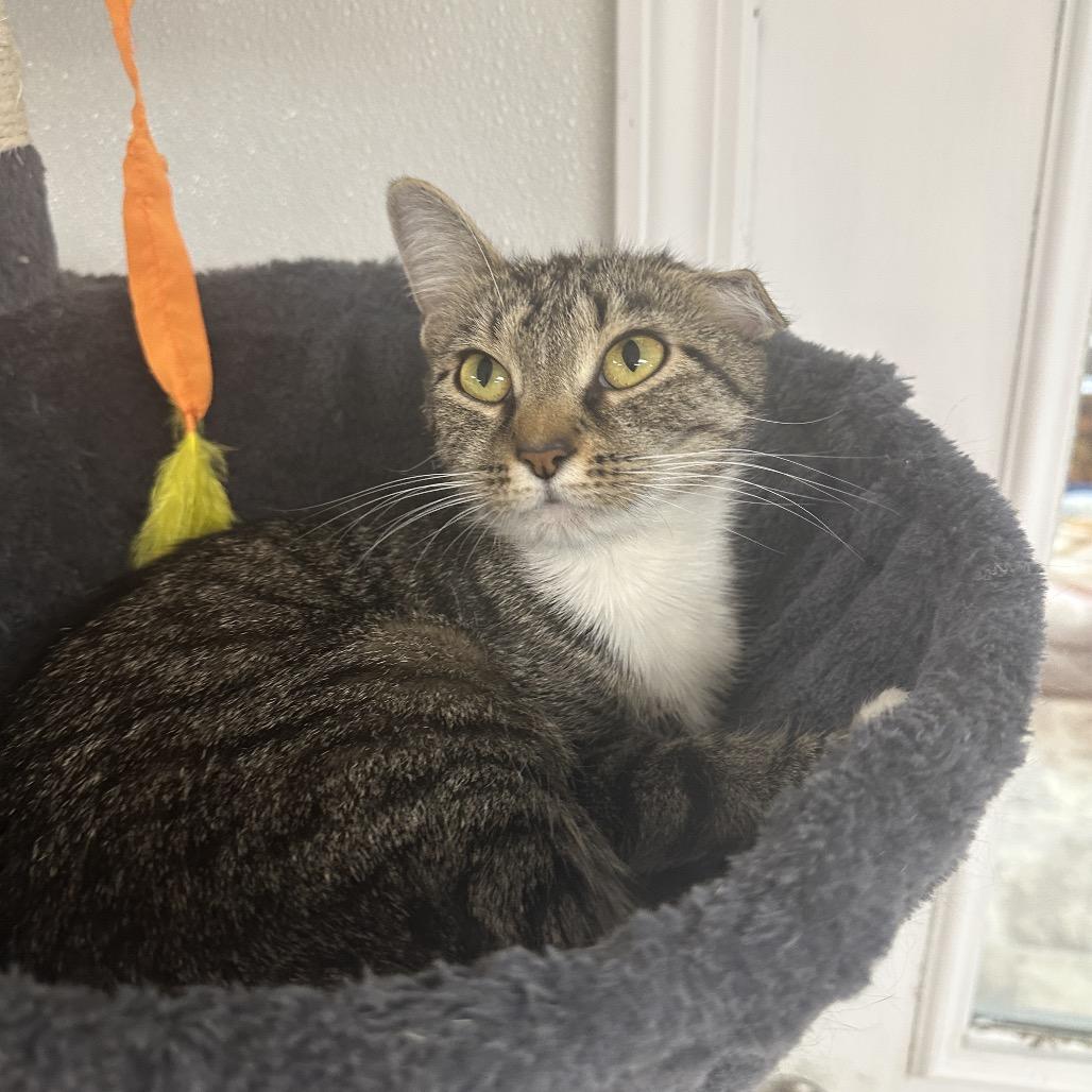 Missie, Adoptable, Adult Female Domestic Short Hair.