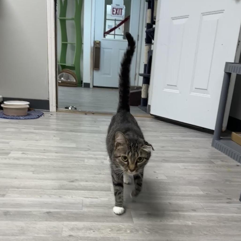 Missie, a Adoptable Domestic Short Hair in Uniontown, PA image 2/5