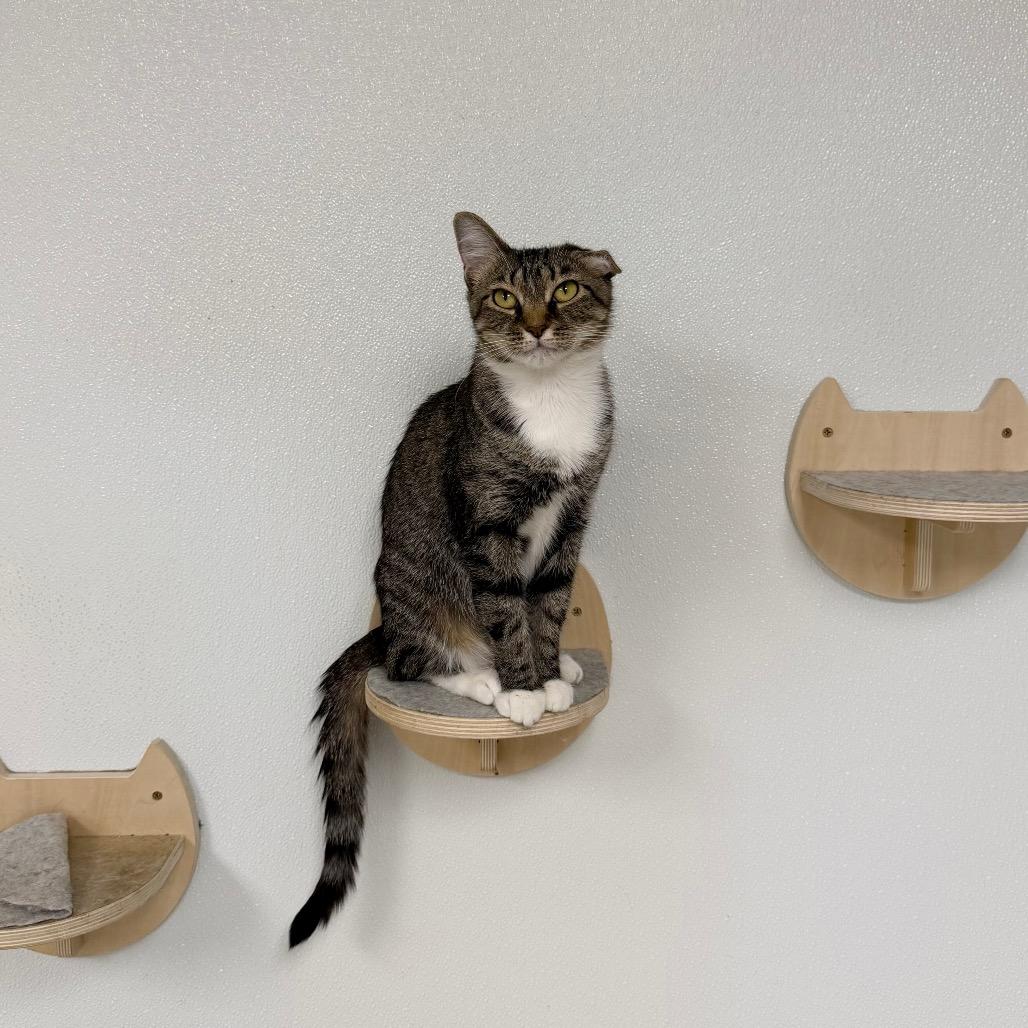 Enlarge Missie, a Adoptable Domestic Short Hair in Uniontown, PA image 3/5