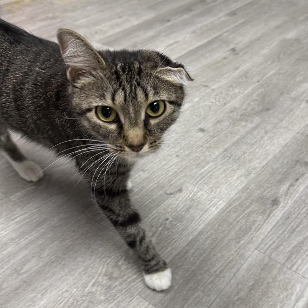 Missie, a Adoptable Domestic Short Hair in Uniontown, PA image 3/5
