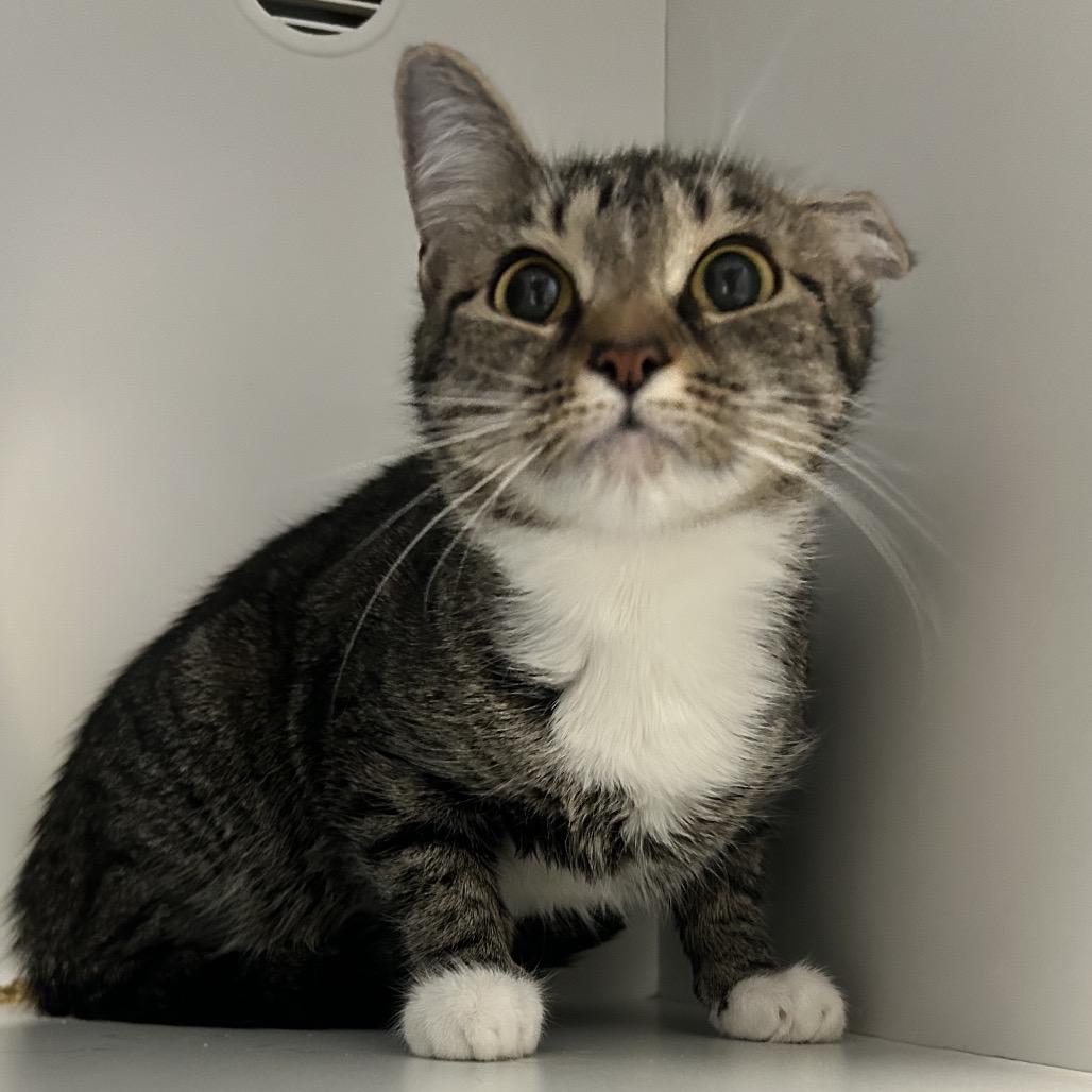 Missie, a Adoptable Domestic Short Hair in Uniontown, PA image 4/5
