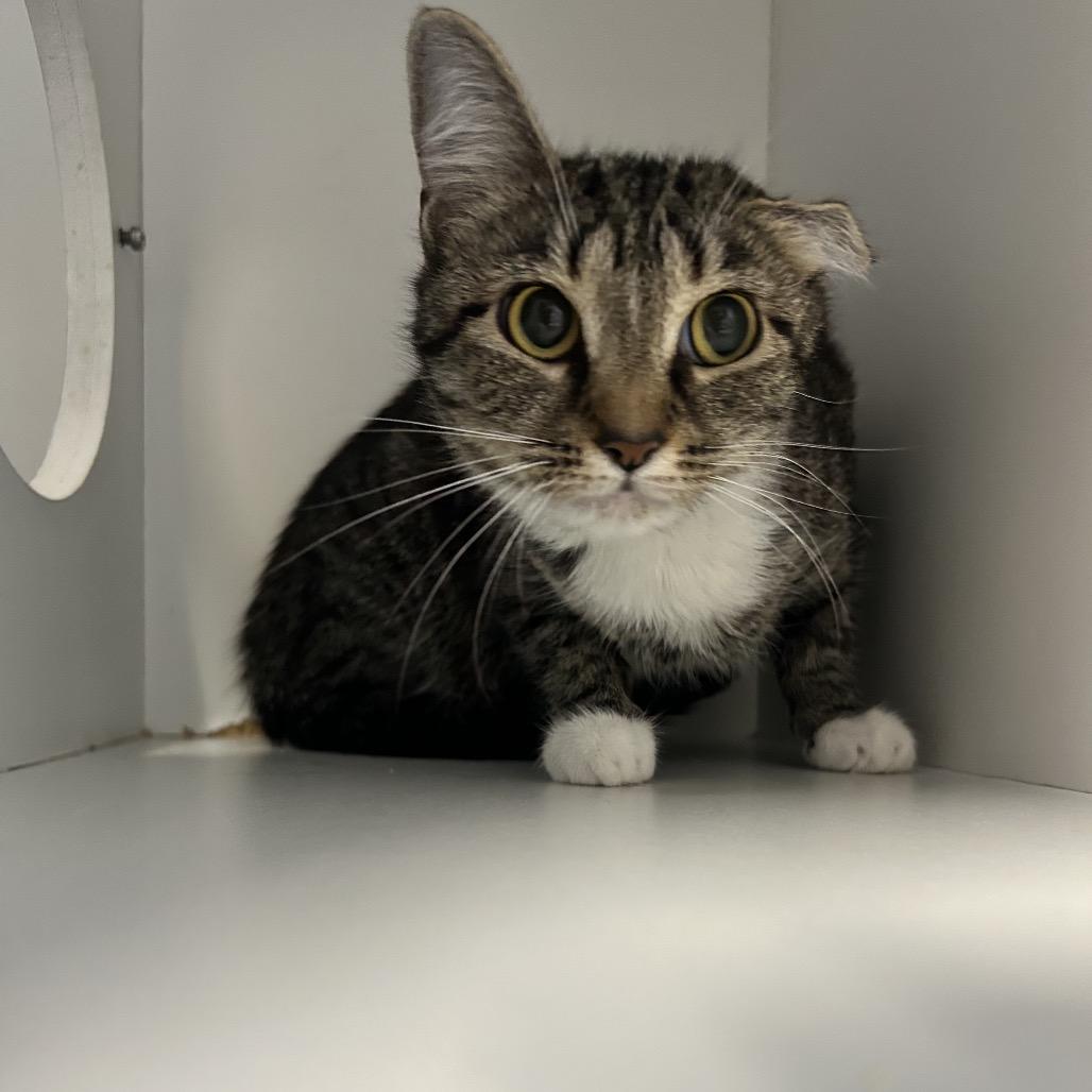 Missie, a Adoptable Domestic Short Hair in Uniontown, PA image 5/5