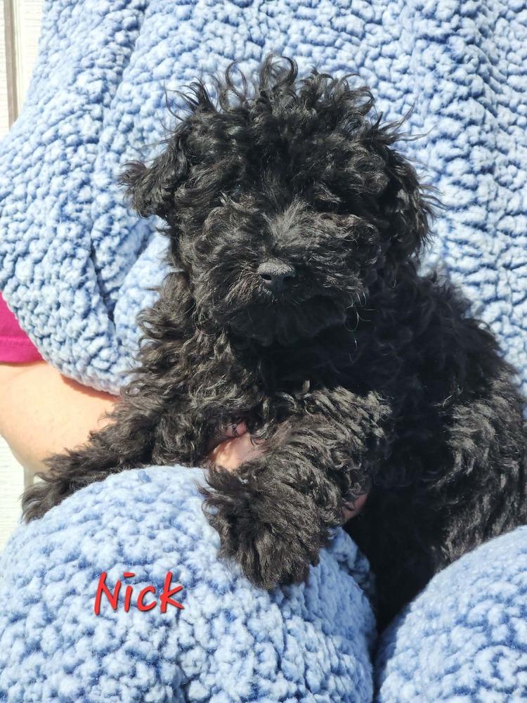 Nick, Adoptable, Puppy Male Maltese & Poodle.