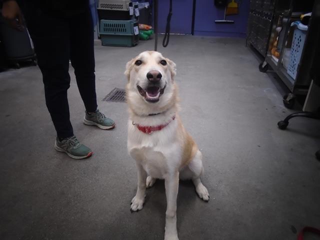 GINGER, Adoptable, Young Female Siberian Husky & Mixed Breed.
