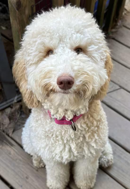 Snowball, an adopted mixed breed in Atlanta, GA image 4/4