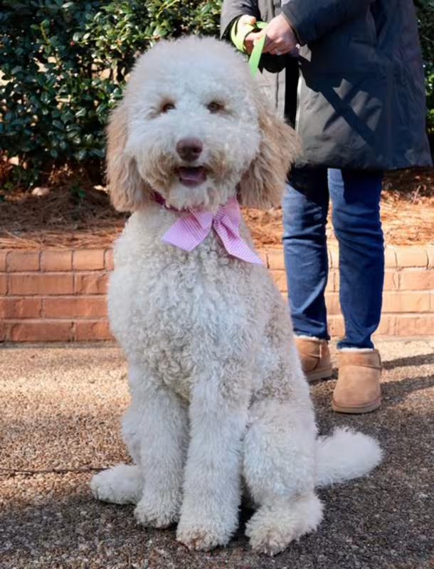 Snowball, adopted, Puppy Female Goldendoodle.