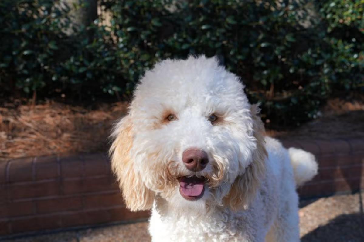 Snowball, an adopted mixed breed in Atlanta, GA image 2/4