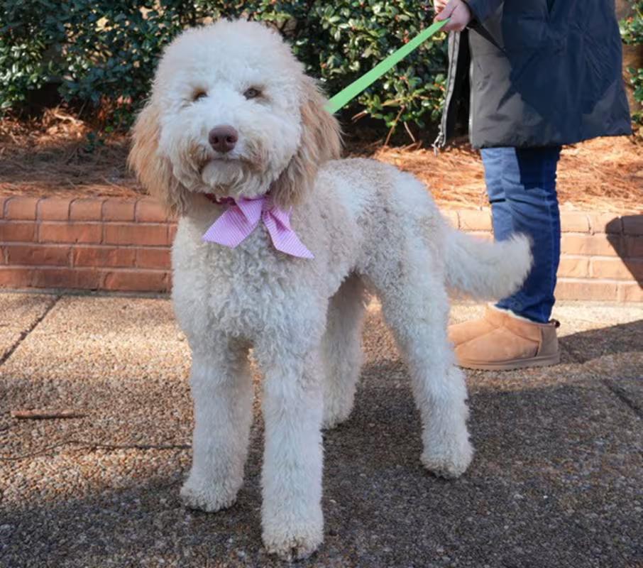 Snowball, an adopted mixed breed in Atlanta, GA image 3/4