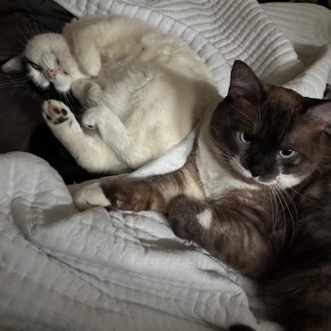 Minion & Mustachio (Bonded brother & sister), ADOPTABLE, Adult Male Domestic Short Hair.