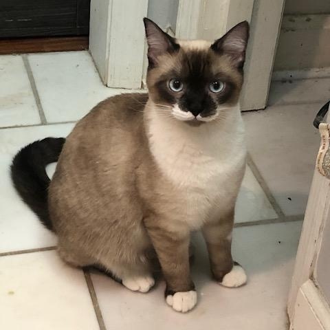 Enlarge Minion & Mustachio (Bonded brother & sister), a ADOPTABLE Domestic Short Hair in Nashville, TN image 3/3