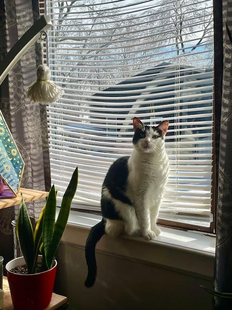 Enlarge Minion & Mustachio (Bonded brother & sister), a ADOPTABLE Domestic Short Hair in Nashville, TN image 2/3