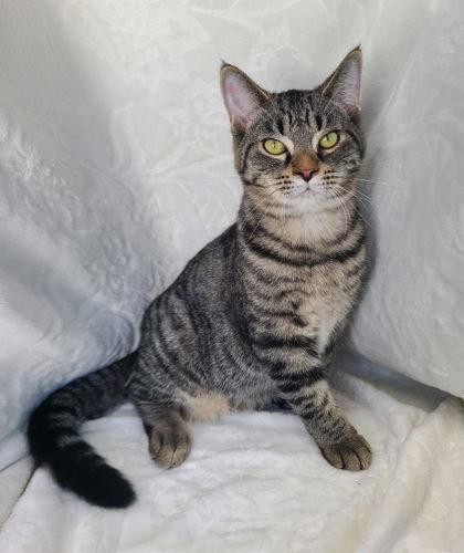 6760 (Bullet), Adoptable, Young Male Domestic Short Hair.