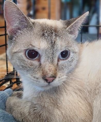 Enlarge 7mnthchocticklynxmale, a Adoptable Siamese in Lees Summit, MO image 1/1