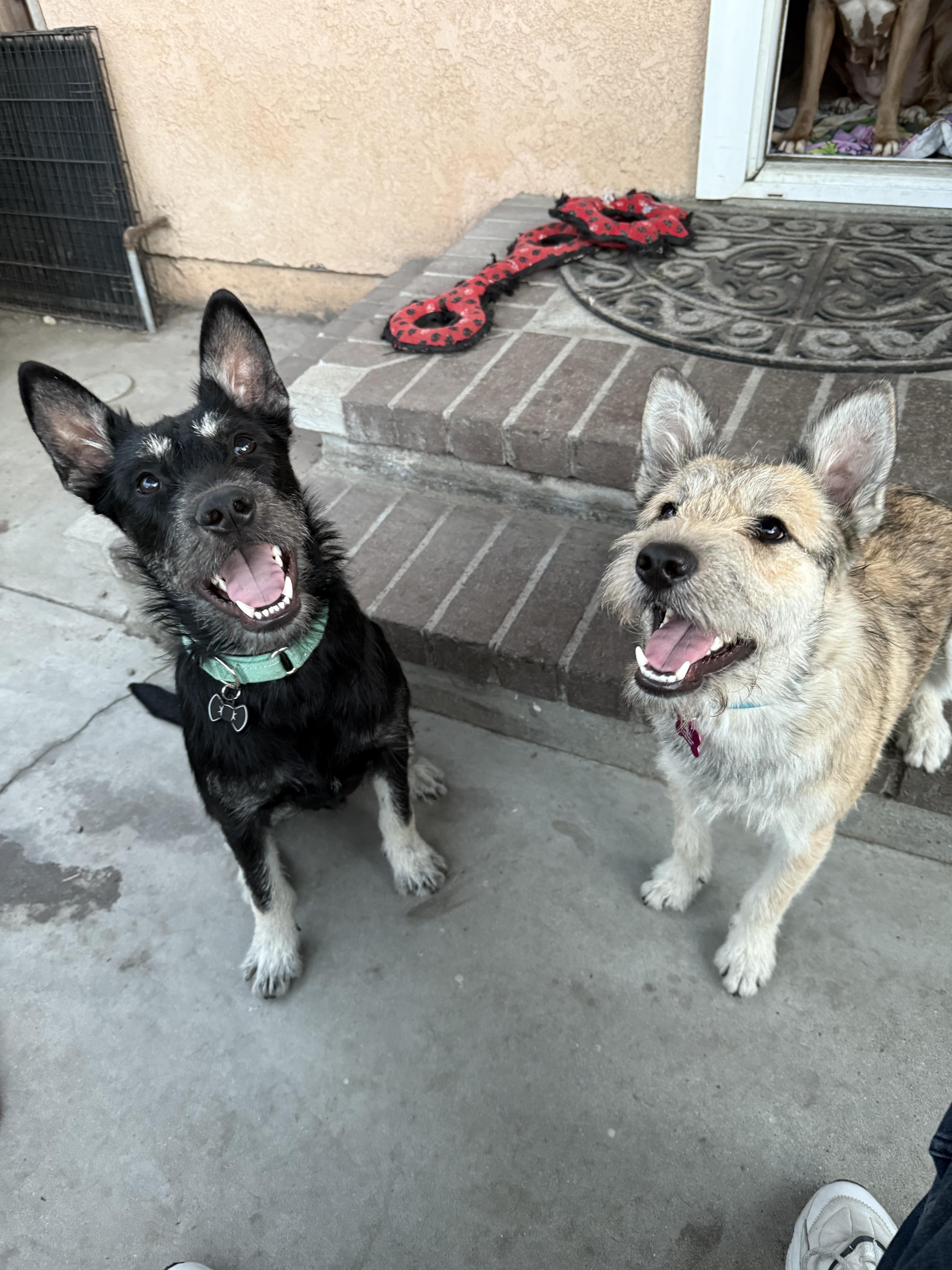 Pancho and Pancha (Bonded brother + Sister), Young Male Schnauzer