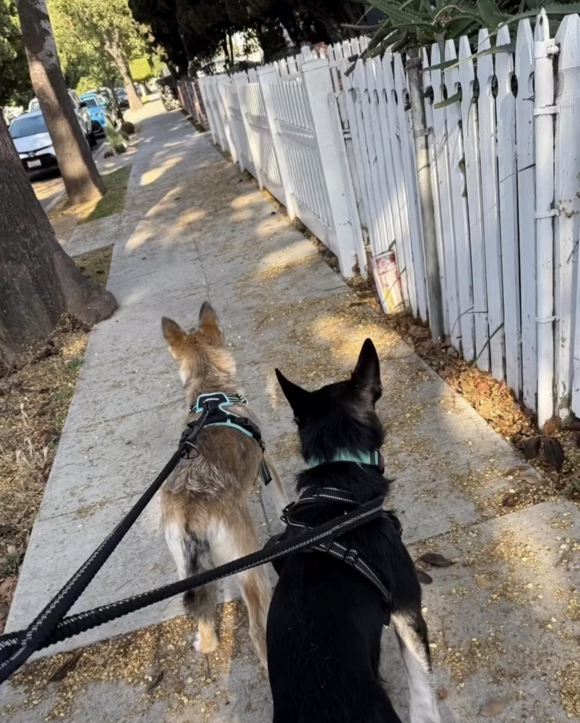 Enlarge Pancho and Pancha (Bonded brother + Sister), a Adoptable mixed breed in Murrieta, CA image 5/5