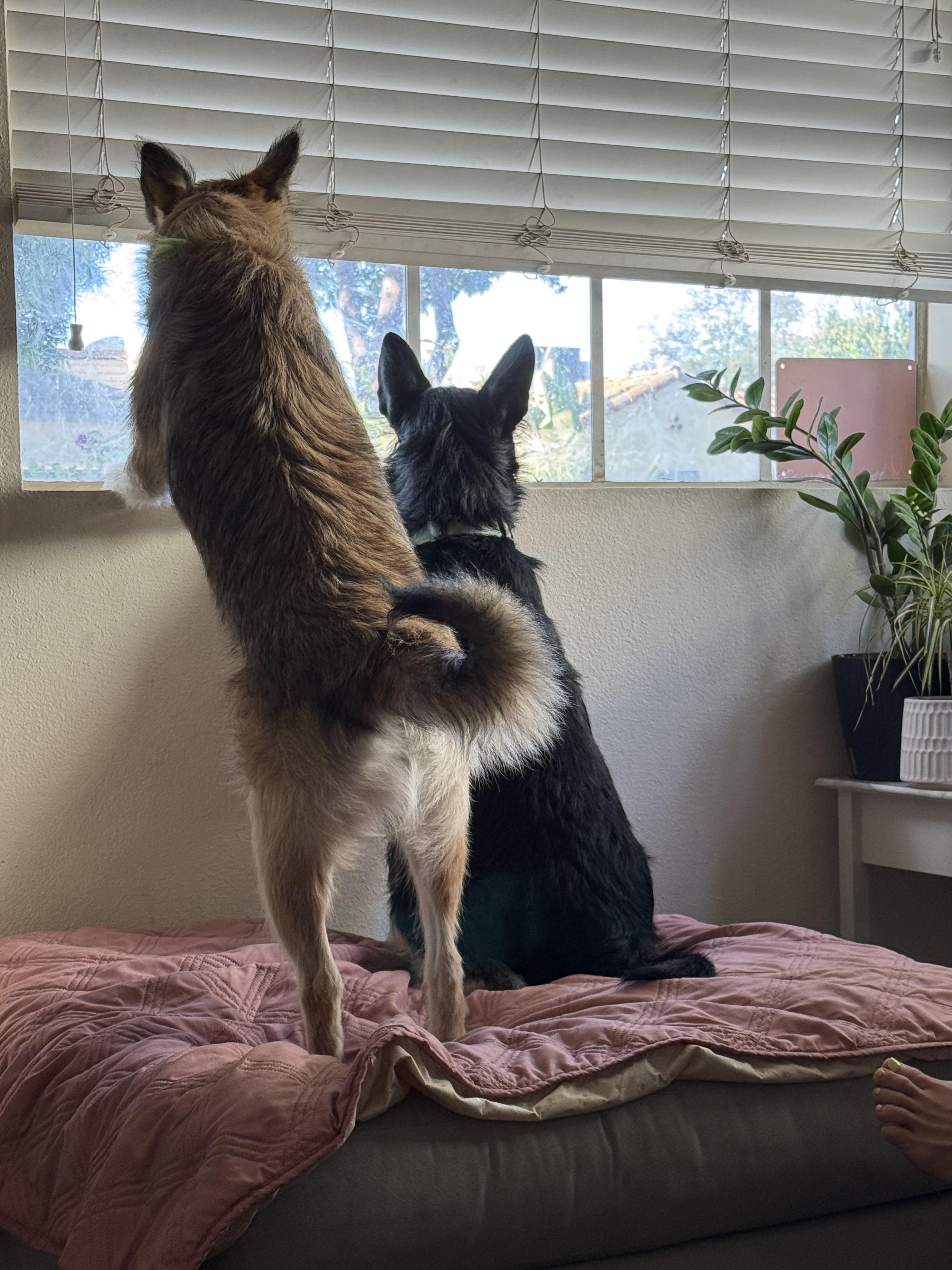 Enlarge Pancho and Pancha (Bonded brother + Sister), an adoptable mixed breed in Murrieta, CA image 5/5