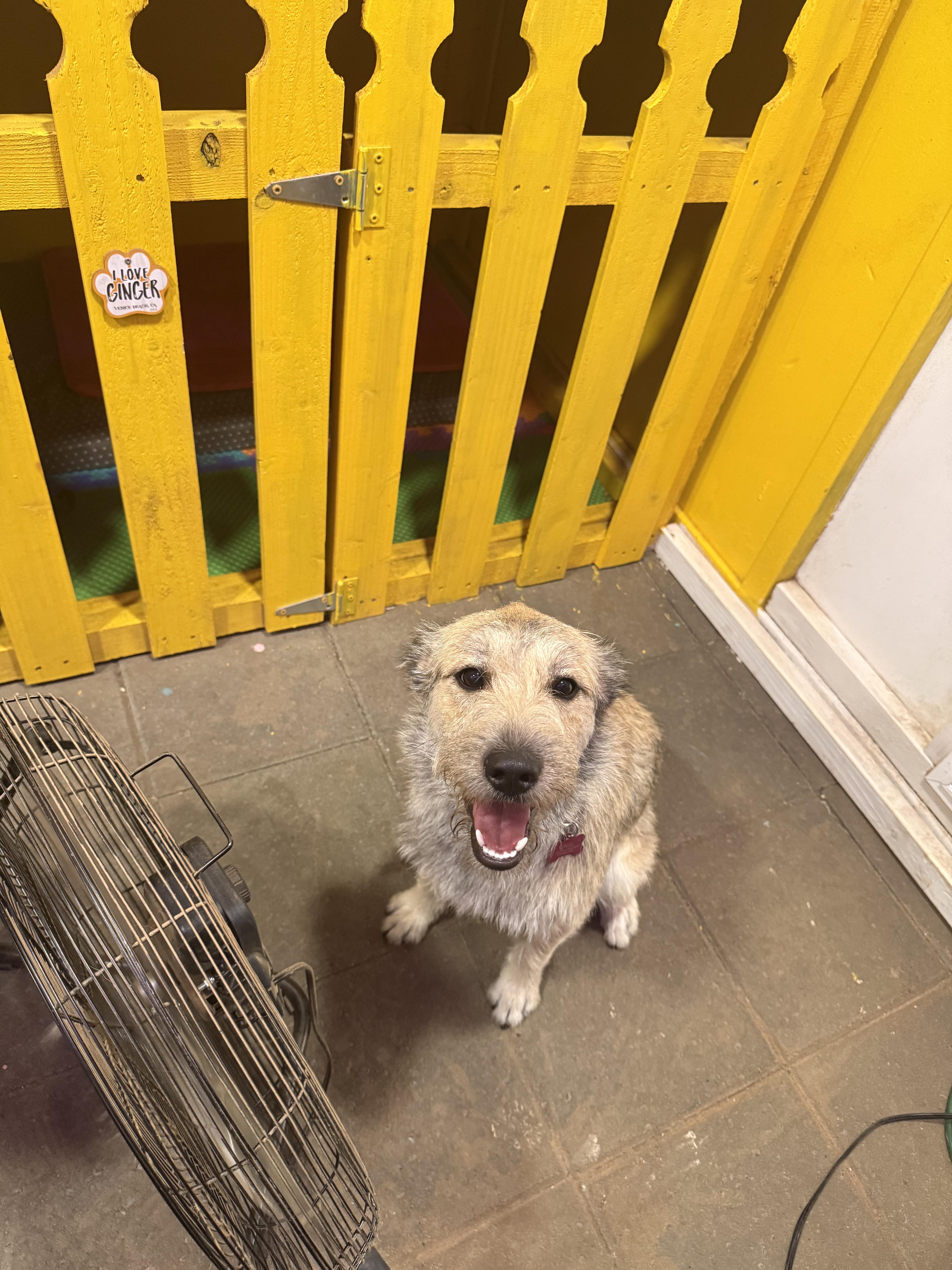 Enlarge Pancho and Pancha (Bonded brother + Sister), an adoptable mixed breed in Murrieta, CA image 3/5