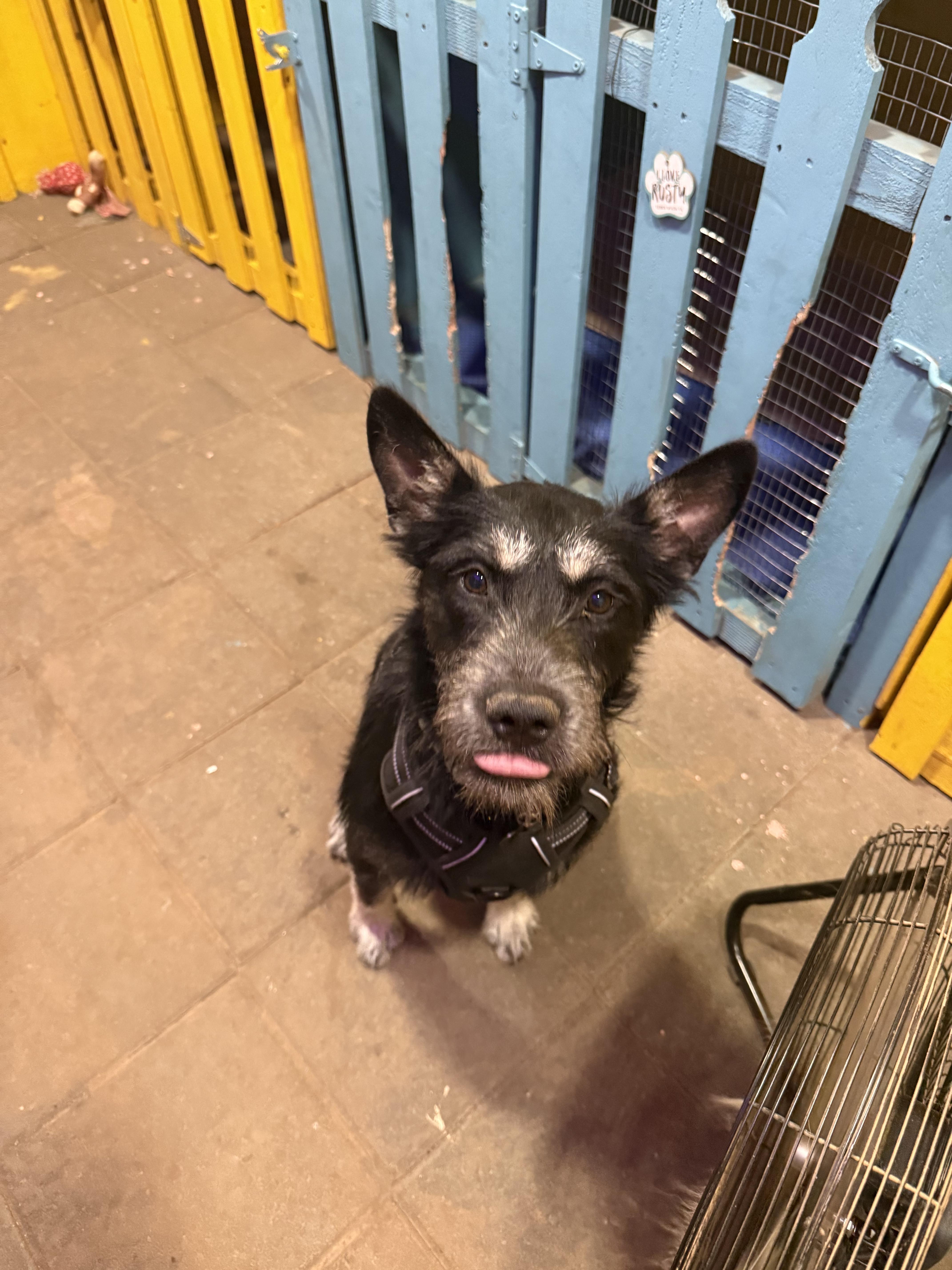 Enlarge Pancho and Pancha (Bonded brother + Sister), an adoptable mixed breed in Murrieta, CA image 1/5