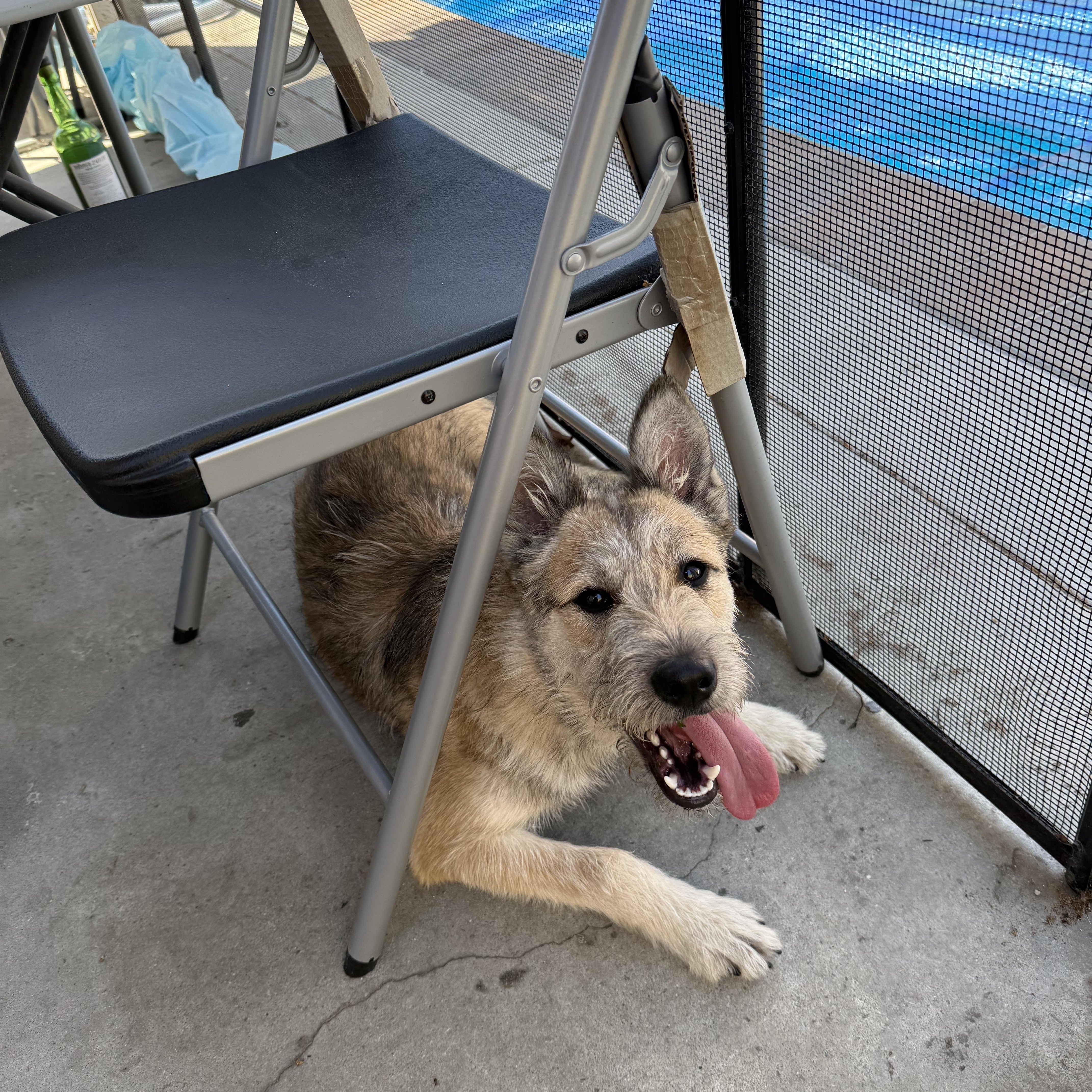 Enlarge Pancho and Pancha (Bonded brother + Sister), a Adoptable mixed breed in Murrieta, CA image 2/5