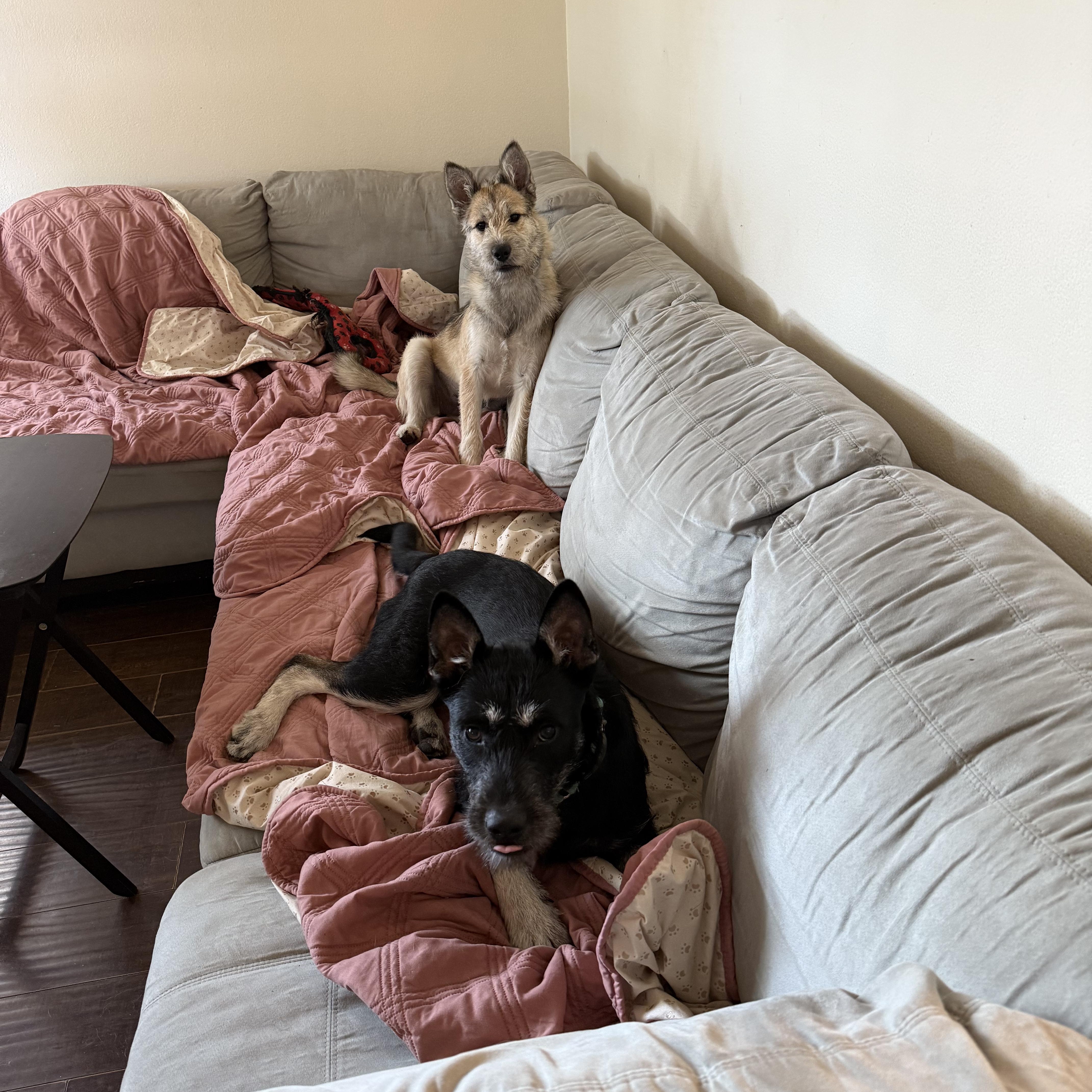 Pancho and Pancha (Bonded brother + Sister) photo 4