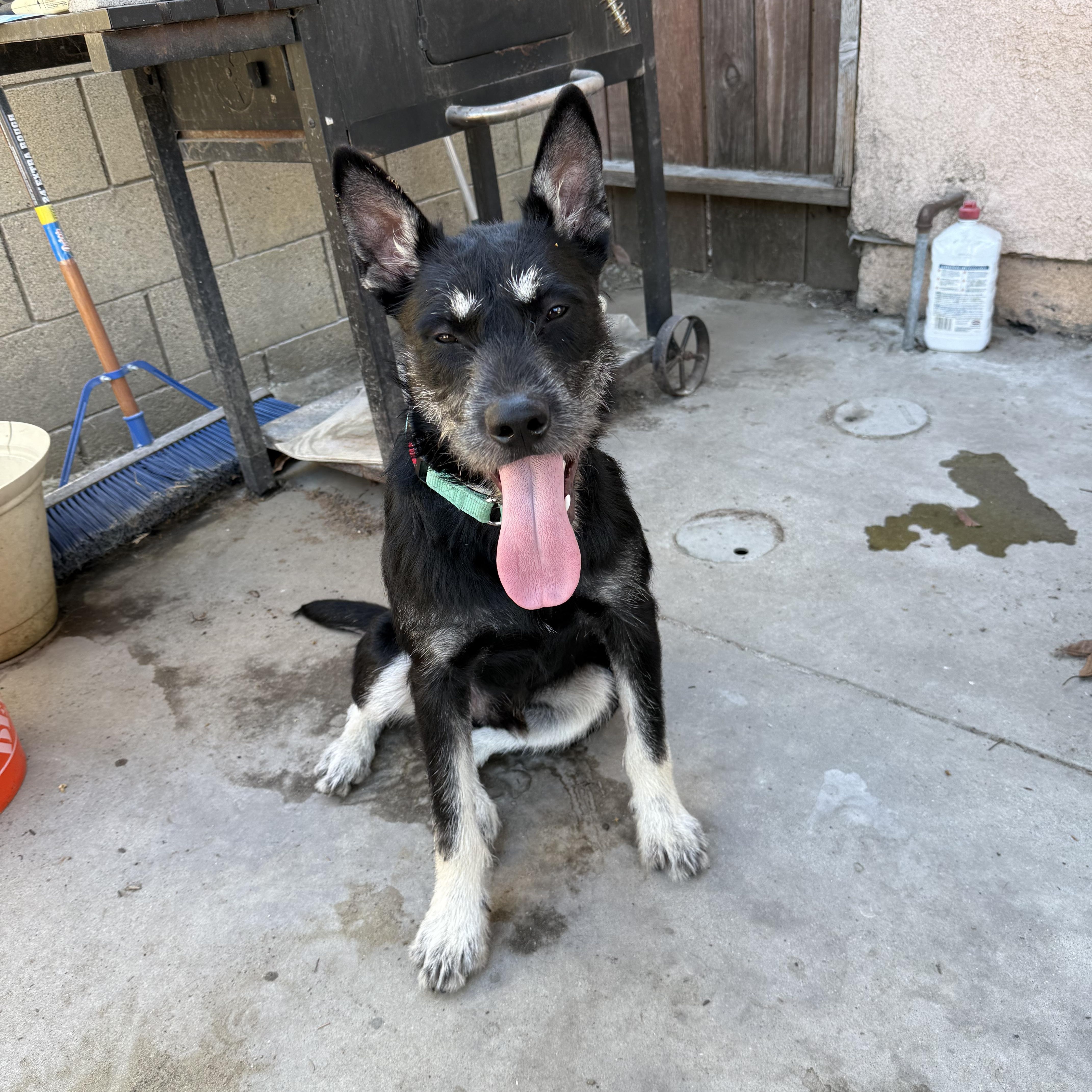 Enlarge Pancho and Pancha (Bonded brother + Sister), a Adoptable mixed breed in Murrieta, CA image 3/5