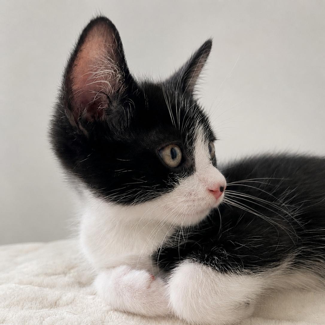Enlarge Paulino, a ADOPTABLE Domestic Short Hair in Boston, MA image 4/4